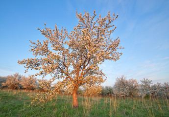 Landscape shot with wide angle lens with blossoming Apple tree i