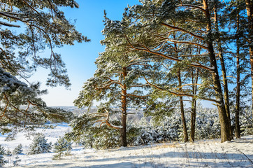 Forest in winter sunny day