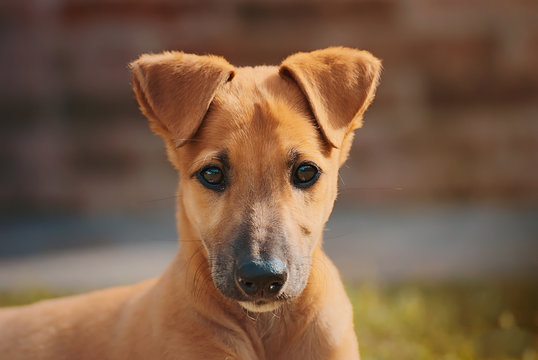 Brown greyhound puppy portrait
