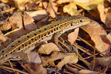  Colorful lizard camouflaged in dry leaves.