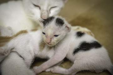 close up little kittens, Cat nursing