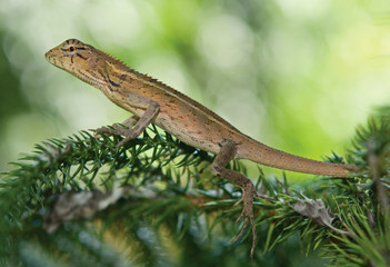 Lizard on a branch a close up.