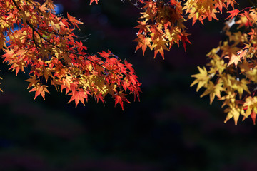 Autumn leaves - Autumn in Japan -