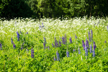 sunny meadow with flowers and green grass