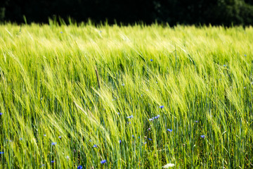 sunny meadow with cornflowers and daisies