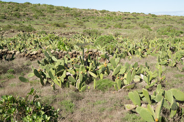 Plantación de cactus en Lanzarote