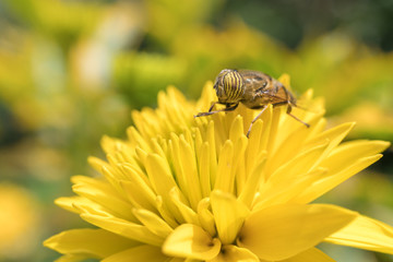 A hover fly pollinating a flower