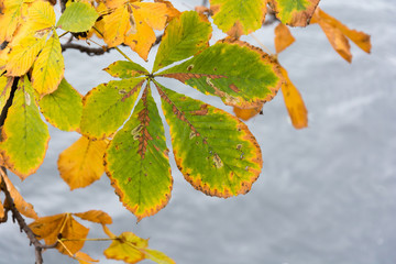 Autumn colored chestnut leaf on the river
