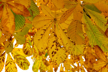 Colorful leaves of chestnut