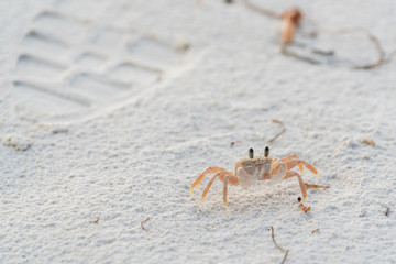Ghody crab in the sand