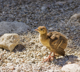 Peacock chick on the rocks