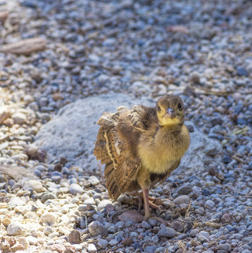 Peacock chick on the rocks