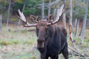 Naklejka na ściany i meble Bull moose (Alces alces) walking through a forest in autumn in Canada