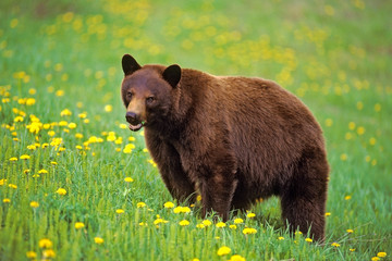 Cinnamon Black Bear in spring meadow, feeding grass