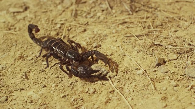 Scorpion running on ground, desert. Asian Black scorpion close up view . Shot on RED EPIC DRAGON Digital Cinema Camera with Ultra Prime Lenses.