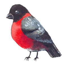 Cristmas bullfinch watercolor illustration