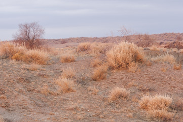 steppe