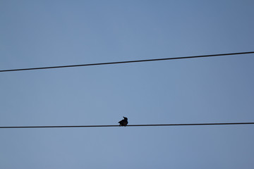 Black raven sitting on powerline