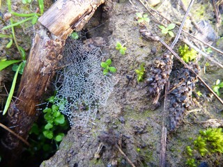detail of a wet spider web on the ground