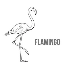 Hand drawn pink flamingo, colorful sketch style vector illustration isolated on white background. Hand drawing of pink flamingo, scientific ornithological illustration