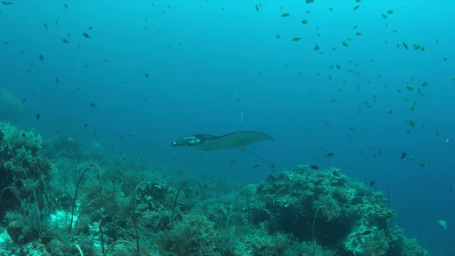Manta ray swims on a colorful coral reef. Some sharks swimming around 4k footage