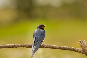 A lonely barn swallow on a branch