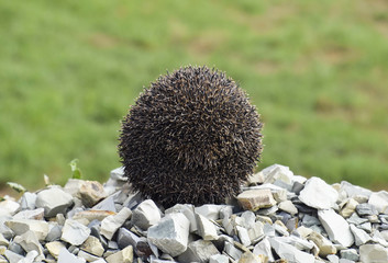 Hedgehog on a pile of rubble. Hedgehog curled up into a ball