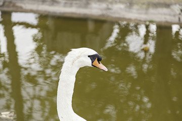 Fototapeta premium Gaggle of geese