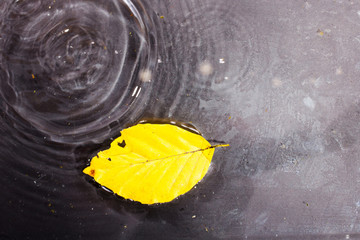 Bright colourful autumn leaf floating in water