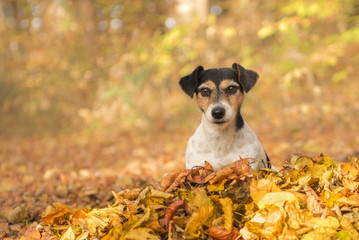 kleiner Hund sitzt im leuchtenden Herbstlaub - Jack Russell Terrier