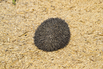 Hedgehog on rice husk. Hedgehog curled up into a ball