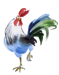 Front rooster standing on one leg, watercolor © muara