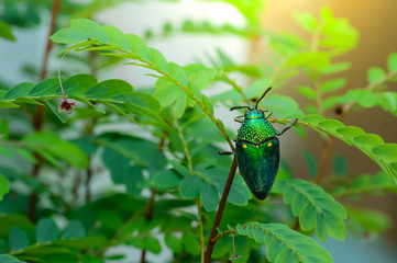 A metallic wood-boring beetle, Jewel beetle, Buprestid (Sternocera aequisignata) in nature