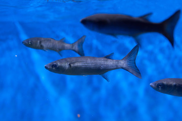 Thicklip grey mullet (Chelon labrosus)