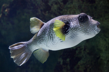 White-spotted puffer (Arothron hispidus).