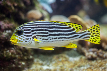 Yellow-banded sweetlips (Plectorhinchus lineatus).
