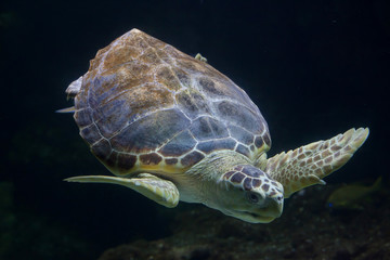 Obraz premium Loggerhead sea turtle (Caretta caretta)
