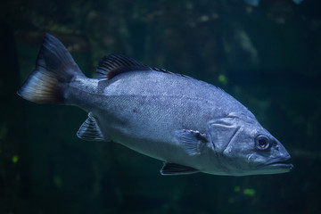 Naklejka premium Atlantic wreckfish (Polyprion americanus).