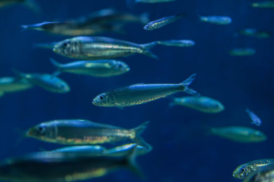 European pilchard (Sardina pilchardus).