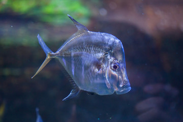 Lookdown (Selene vomer).