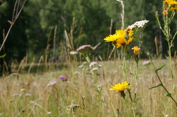 meadow grass with yellow flowers