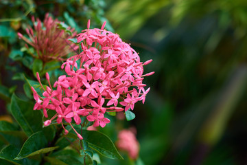 Bushes with purple flowers