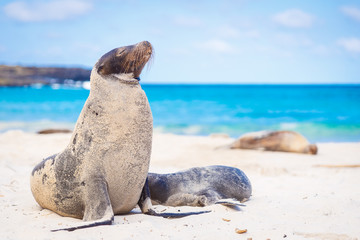 Sea lion Seals on a white sand beach in Galapagos in Ecuador 