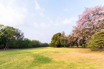 Beautiful green park landscape