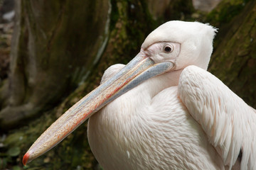 Great white pelican (Pelecanus onocrotalus).