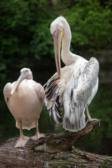 Great white pelican (Pelecanus onocrotalus).
