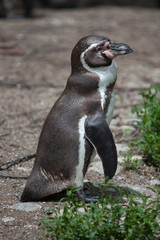 Naklejka premium Humboldt penguin (Spheniscus humboldti)