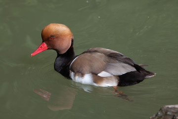 Red-crested pochard (Netta rufina).