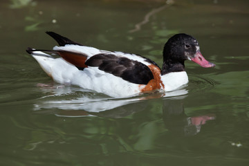 Common shelduck (Tadorna tadorna).