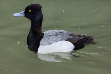 Lesser scaup (Aythya affinis).